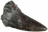 Serrated, Triassic Reptile (Postosuchus?) Tooth - Arizona #231158-1